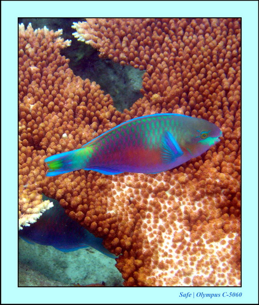 2005 - 08 - Perhentian  - 060.JPG